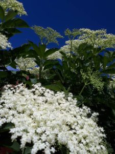 Elderberry