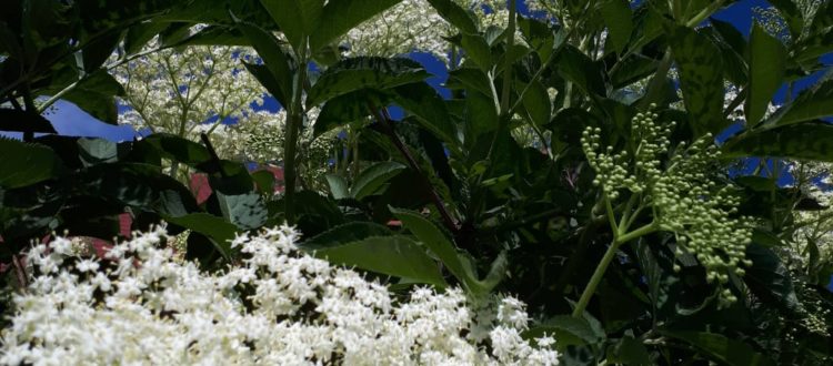 German black elder flowers