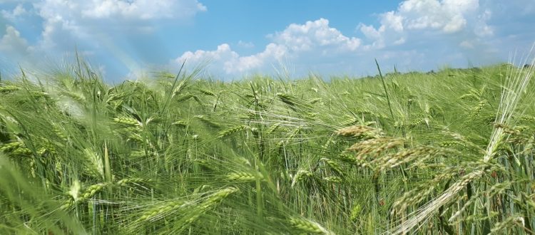 Grainfield in Germany