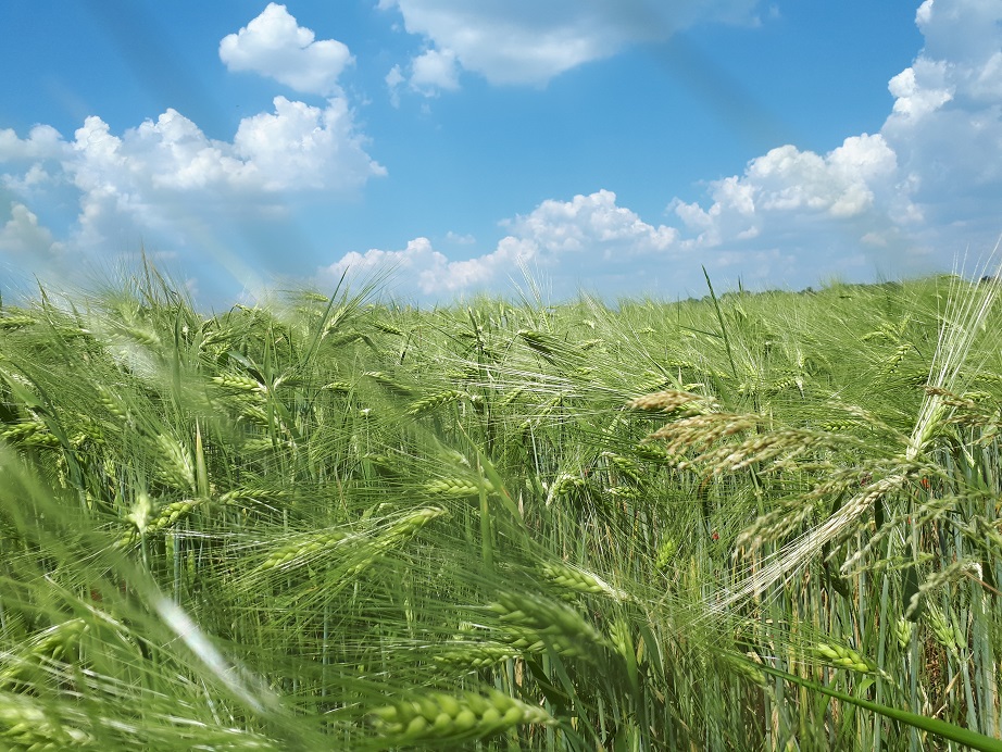 Grainfield in Germany