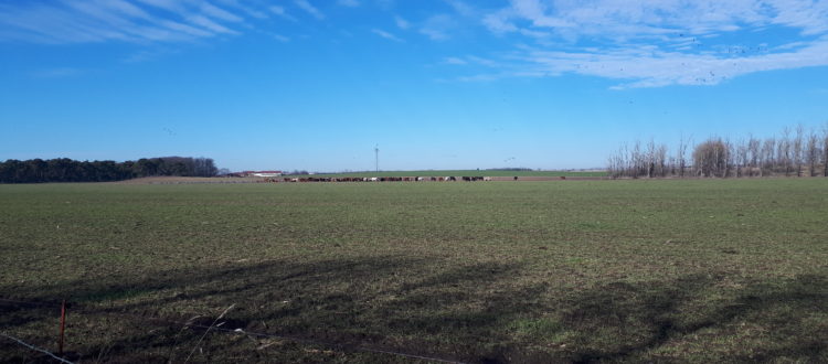 Opening of the crane season 2019, near Linum (Germany).