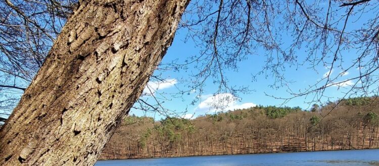 Spring greetings from Lake Tornow in Germany