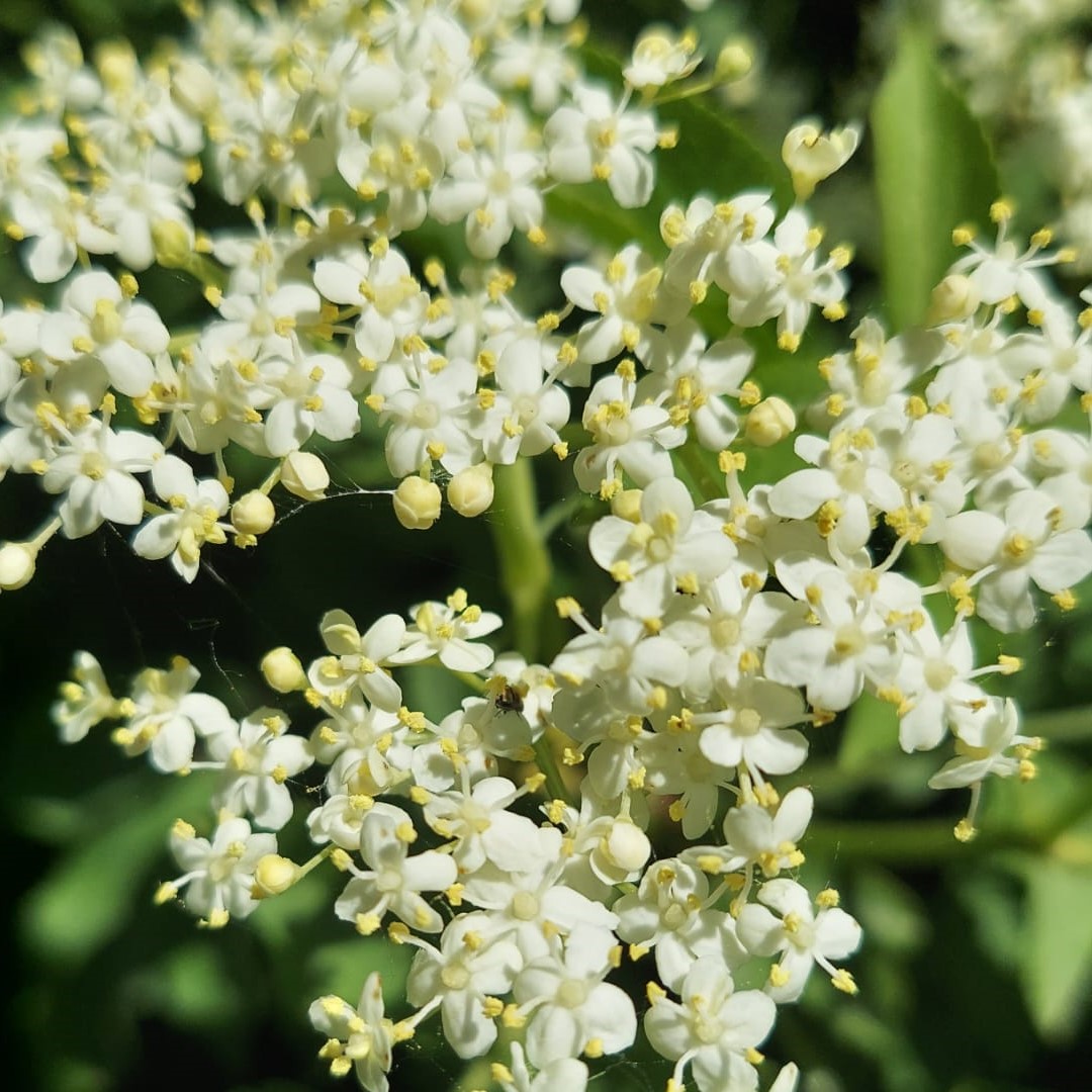 elderflower