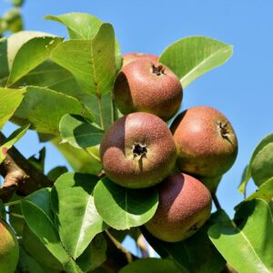 Ripe apples hanging from a tree branch in a sunny apple orchard in Germany.