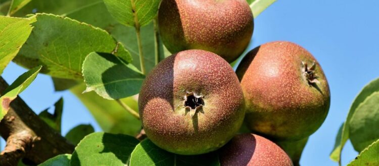 Ripe apples hanging from a tree branch in a sunny apple orchard in Germany.